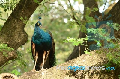 Peacock Timber Stock Photo