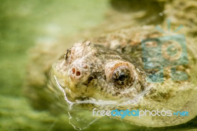 Peaking Head Of A Adanson Mud Turtle (pelusios Adansonii) Stock Photo