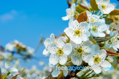 Pear Flowers In Korea Stock Photo