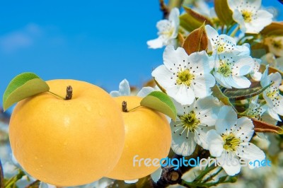 Pear With Pear Flowers Background Stock Photo