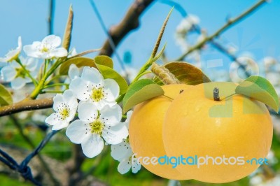 Pear With Pear Flowers Background Stock Photo