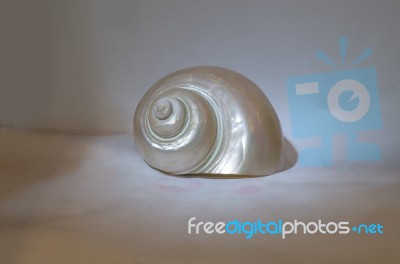 Pearl Snail Stock Photo