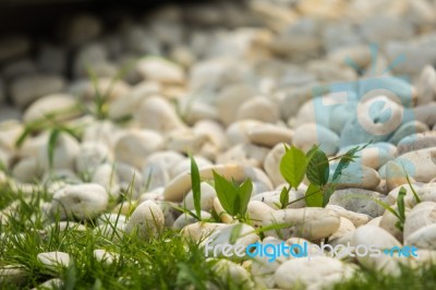 Pebbles And Grass Stock Photo