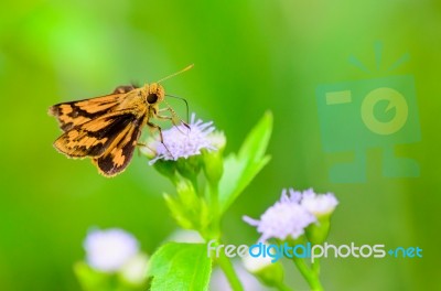 Peck's Skipper Or Polites Peckius, Close Up Small Brown Butterfl… Stock Photo