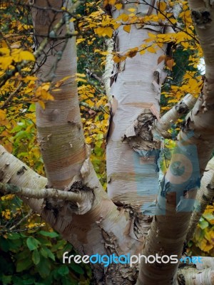 Peeling Bark Of A Birch Tree In Autumn Stock Photo