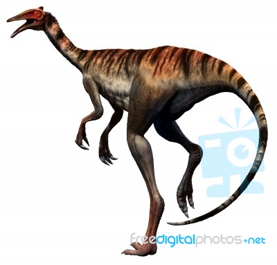 Pelecanimimus Stock Image