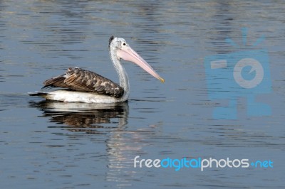 Pelican Stock Photo