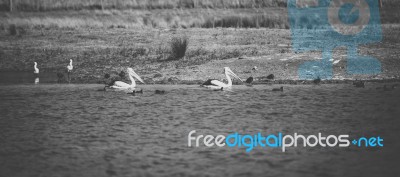 Pelican During The Day Stock Photo