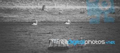 Pelican During The Day Stock Photo