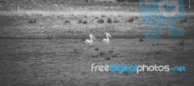 Pelican During The Day Stock Photo