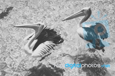 Pelican During The Day Stock Photo