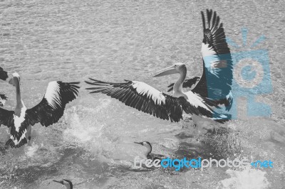 Pelican During The Day Stock Photo