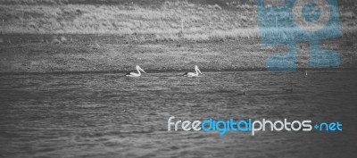 Pelican During The Day Stock Photo