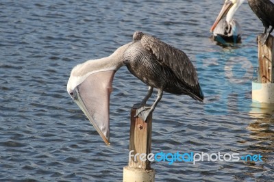 Pelican Eating Fish Stock Photo