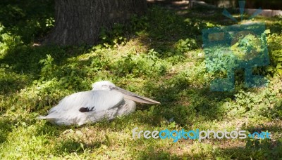 Pelican In City Zoo Stock Photo