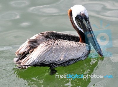 Pelican In Water Stock Photo