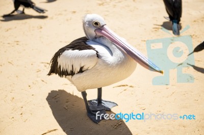 Pelican On The Beach Stock Photo