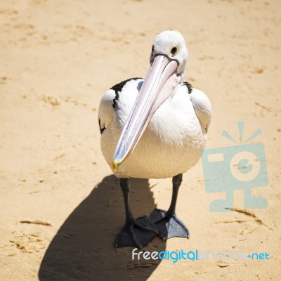 Pelican On The Beach Stock Photo