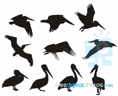 Pelican Silhouettes  Stock Image