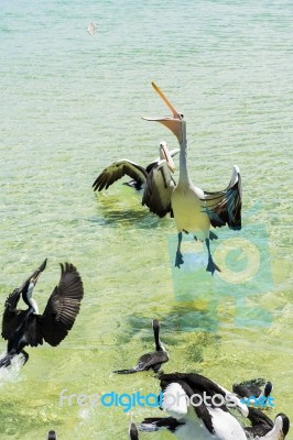 Pelicans Feeding In The Water Stock Photo