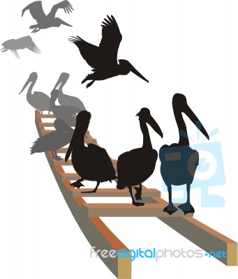 Pelicans On The Ladder Stock Image