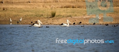 Pelicans Swimming In The Lake During The Day Stock Photo