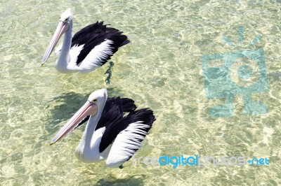 Pelicans Swimming In The Water Stock Photo