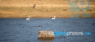 Pelicans Swimming In The Water Stock Photo