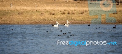 Pelicans Swimming In The Water Stock Photo