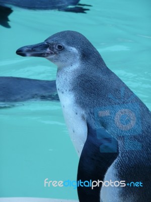 Penguin By The Pool Stock Photo