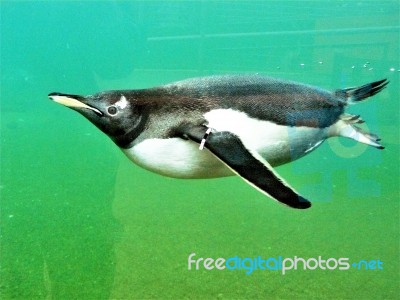 Penguin Swimming At Edinburgh Zoo Stock Photo