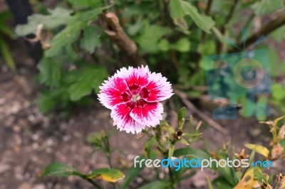 Pennslyvania Garden Of Life Stock Photo