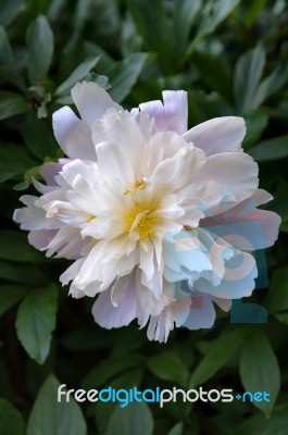 Peony,  Genus Paeonia Stock Photo