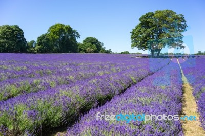 People Enjoying A Lavender Field In Banstead Surrey Stock Photo