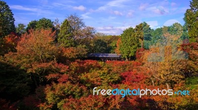 People Visit Tofukuji Temple In Autumn Stock Photo