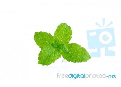 Pepper Mint Isolated On The White Background Stock Photo