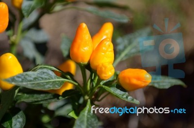 Pepper Plant Stock Photo