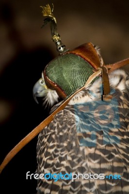 Peregrine Falcon Stock Photo