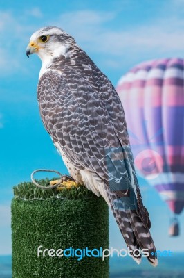 Peregrine Falcon Bird Of Prey Stock Photo