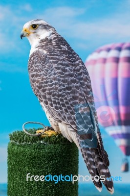 Peregrine Falcon Bird Of Prey Stock Photo