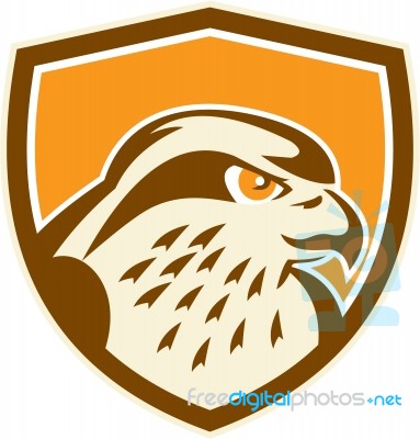 Peregrine Falcon Head Shield Retro Stock Image