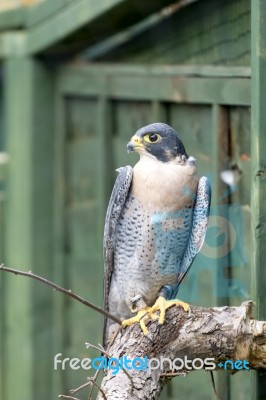 Perigrine Falcon ( Falco Perigrinus) Stock Photo