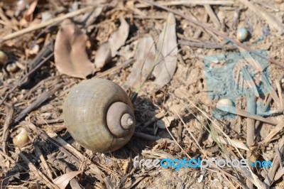 Periwinkle Shell On Dry Ground Stock Photo