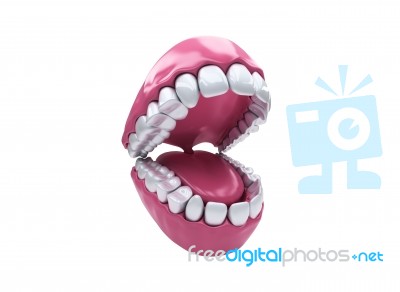 Permanent Teeth, Adult Dentition Stock Image