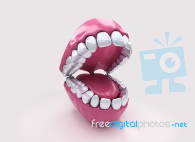 Permanent Teeth, Adult Dentition Stock Image