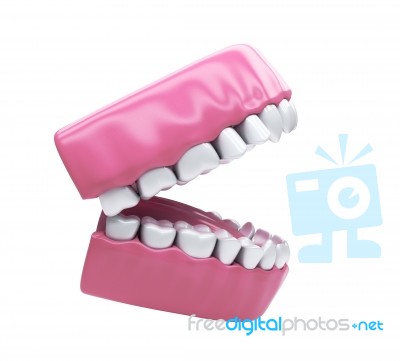 Permanent Teeth, Adult Dentition Stock Image