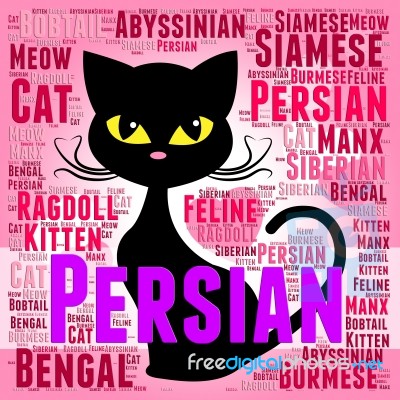 Persian Cat Represents Pet Bred And Kitten Stock Image