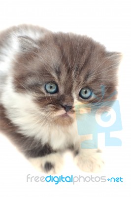 Persian Kitten Stock Photo