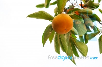 Persimmons Stock Photo