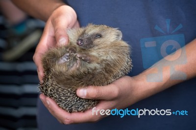 Person Holding A Young European Hedgehog (erinaceus Europaeus) Stock Photo